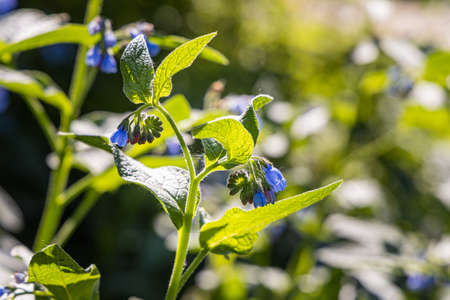 The Blue and pink flowers prickly comfrey are on a beautiful blurred green backgroundの写真素材