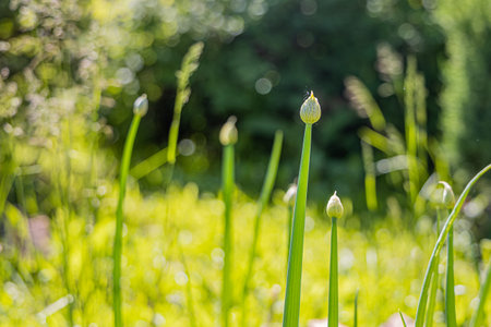 The Green onion grows on a blurred background in a garden in summer