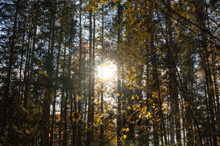 A Horizontal photo of a group of white birch trees with yellow foliage and pines is against the blue...
