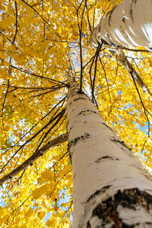 A Vertical photo of a group of white birch trees with yellow foliage is against the blue sky background in the forest in autumnの写真素材