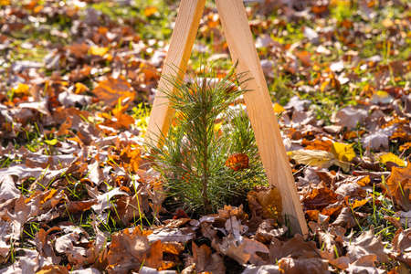The small green pine-tree with yellow leaves pine and wooden sticks is on the green grass with yellow leaves in autumn.の写真素材