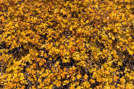 A Texture of yellow Bunches of golden currant leaves is in a park in autumn