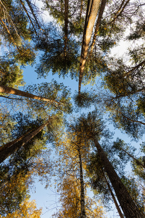A vertical photo of a group of white birch trees with yellow foliage and pines is in the forest in...