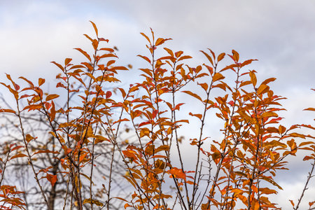 A Branches of cherry tree with yellow leaves are on a blurred background in a park in autumnの写真素材