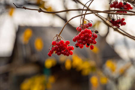 A Bunch of bright ripe viburnum berries without leaves is on a blurred background in autumnの写真素材