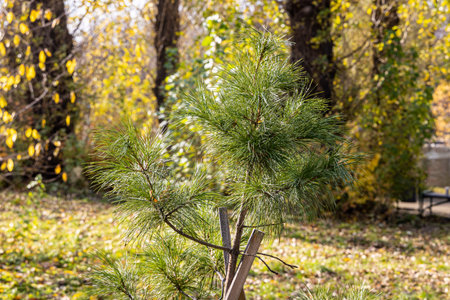 The small green cedar tree with yellow leaves and wooden sticks is on the green grass with yellow...