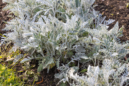 Beautiful green white and silver curved leaves Jacobaea maritima Silver Ragwort on the flower bed in...