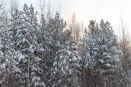 The Pines branches covered with white fluffy snow are in winter day in the forest