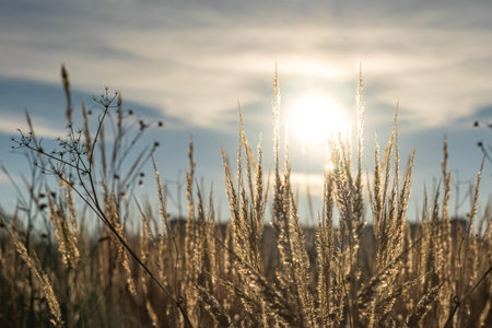 The An orange dry grass with frost is on a beautiful sunset background with bokeh light in winter