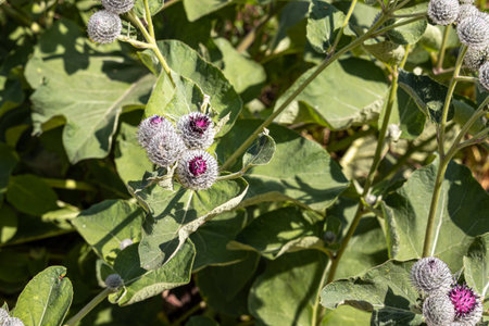 The purple wooly burdock flowers are in the garden in summer on a blurred green background