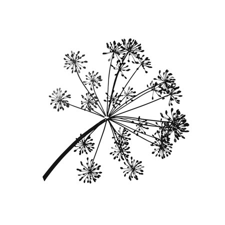 One gray branch of dill seeds is on a white background, Vector illustration