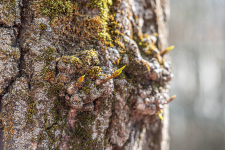 A poplar branch with green fresh leaves and buds is on a brown bark background in a park in spring