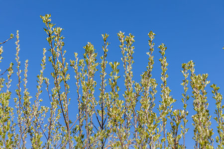 The young branches of bird cherry with green leaves and buds before flowering