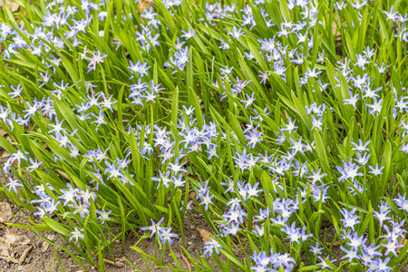 The Blue scilla flowers with beautiful green leaves bloom in spring in the garden