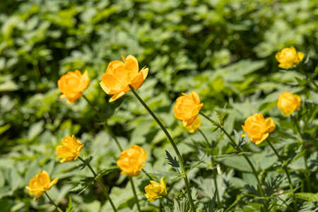 The A group of yellow Trollius flowers with green leaves is in the summer forestの写真素材