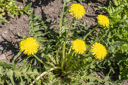 The group of yellow dandelion heads with green leaves is by a gray stones in the summer garden