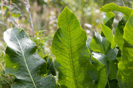 Green Horseradish grows on a blurred background in a garden in summerの写真素材
