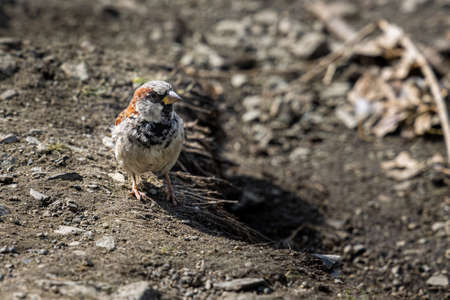 A beautiful sparrow sitting on a brown soil in summer.の写真素材