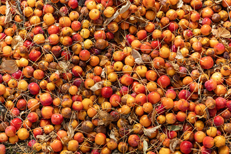 A Group of fresh yellow and red bright apples lies on ground in autumn