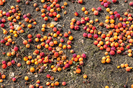 A Group of fresh yellow and red bright apples lies on ground in autumnの写真素材