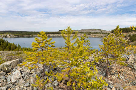The Group of small pines are by a lake in a park in the summer day.