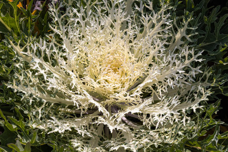 A Beautiful white and green curved leaves Brassica oleracea on the flower bed in a garden in autumnの写真素材