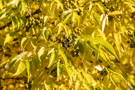 The Bright beautiful yellow texture Sakhalin Cork Tree leaves with black fruit is on the blue sky background in the park in autumnの写真素材