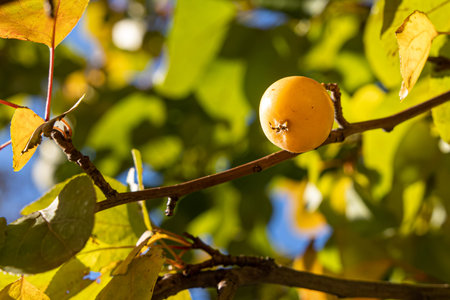 The wild yellow apple is on the tree with green and yellow leaves in autumn