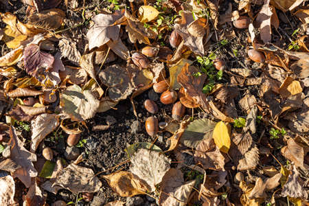 Beautiful texture of dry brown and yellow autumn oak leaves and acorns is in the parkの写真素材
