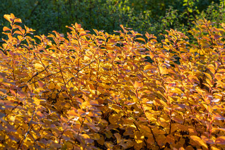 Beautiful red leaves of ninebark are in a park in autumnの写真素材