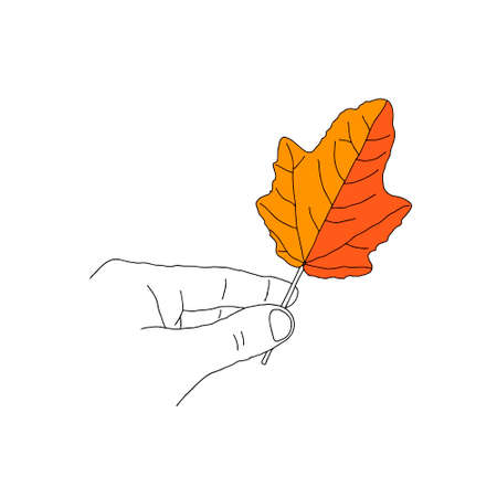An Illustration of orange maple leaf in a hand isolated on a white backgroundのイラスト素材