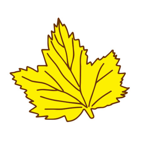 The Vector illustration of a yellow currant leaf isolated on a white backgroundのイラスト素材