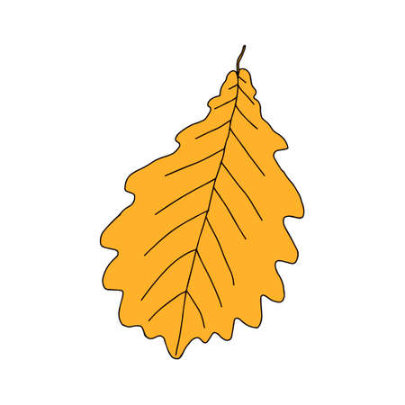 An Illustration of anorange oak leaf isolated on a white backgroundのイラスト素材