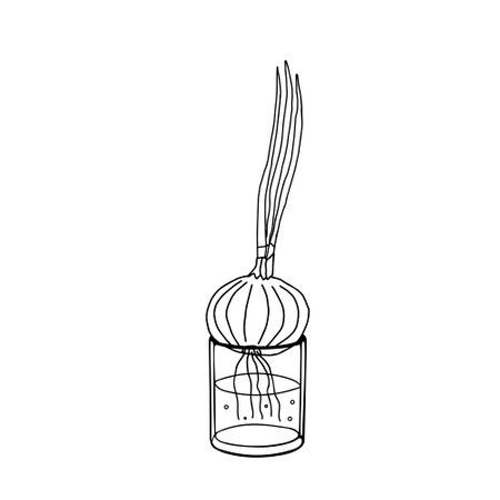 A Black Vector outline illustration of an onion in the glass with water isolated on a white backgroundのイラスト素材