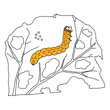 Hand-drawn black vector illustration of one orange caterpillar cabbage butterfly is eating cabbage leaf on a white backgroundのイラスト素材