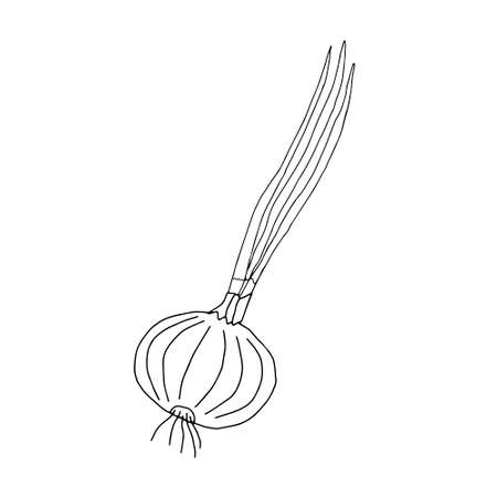 Black Vector outline illustration of an onion isolated on a white backgroundのイラスト素材