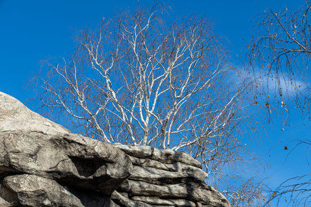 The Group of white birches with yellow fall leaves are on a blue sky background in a park in autumnの写真素材