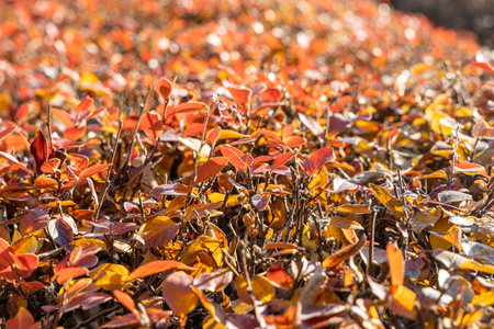 A Texture of cotoneaster branches with gold yellow red leaves and black berries on a beautiful blur...