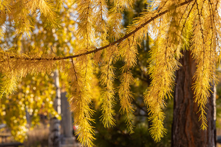 A Horizontal photo of a larch tree with yellow needles is in the forest in autumnの写真素材