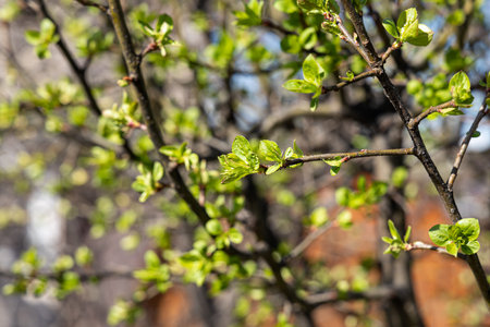 The apple branch with green fresh leaves and buds is on a blurred background in a park in spring