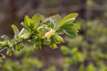 The wild honeysuckle branches with green fresh leaves and yellow buds and flowers are on a blurred background in a garden in springの写真素材