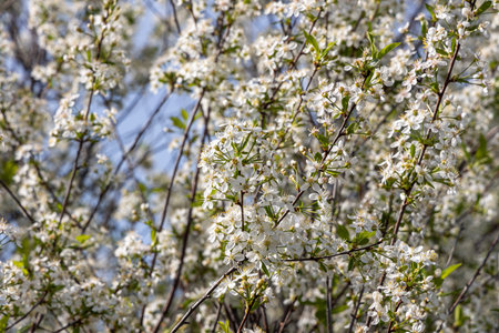 Cherry branch with white flowers and green fresh leaves and buds is on a blurred background in a...
