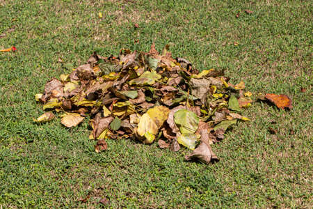 The yellow and green and brown leaves are on the grass in summerの写真素材