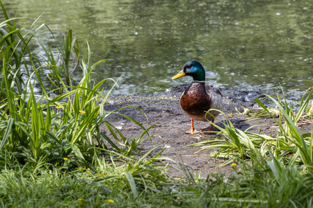 A Brown and blue adult duck with yellow nose is by a pond in the park in summer