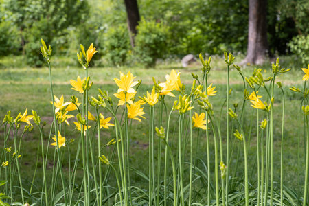 The Beautiful yellow flowers and green buds of Amur daylily or Hemerocallis middendorffii are in the summer gardenの写真素材