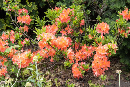 The Red flowers Bougainvillea with green leaves grow in a garden in summerPink flowers Rhododendron with green leaves grow in a garden in summerの写真素材