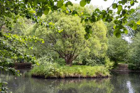 The Brown willow tree with green fresh leaves and birds is by a pond on a blurred background in a park in summerの写真素材