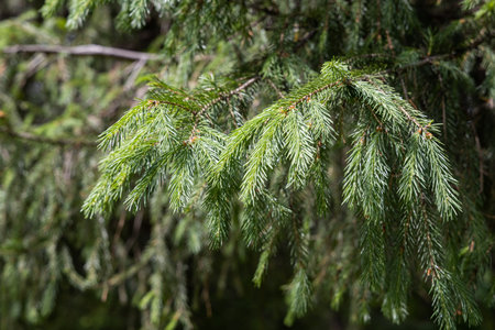 A Branch of green fir tree with orange young cones is on a green background for Christmas decoration