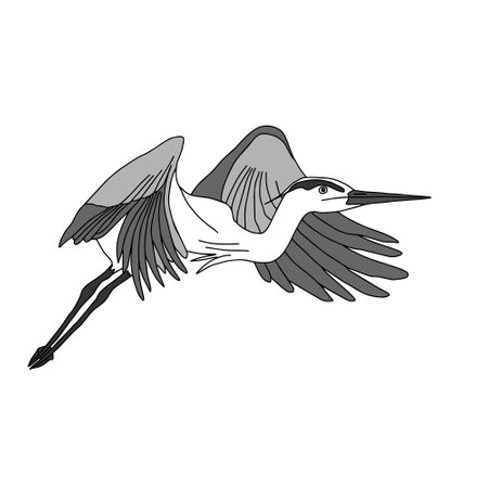 Hand-drawn black vector illustration of one gray heron bird is flying on a white background for coloring bookのイラスト素材