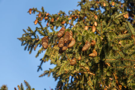 Twigs of a fir-tree with green spruce needles and brown cones on the blurred background are in the...